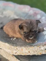 Memphis, a male Shih Tzu for sale in Mobile, AL – Photo 2 of 5