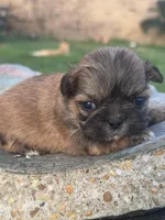 Memphis, a male Shih Tzu for sale in Mobile, AL – Photo 4 of 5