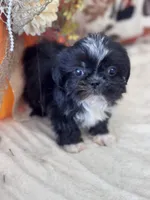 Kane, a male Shih Tzu for sale in Grand Bay, AL – 5 of 5
