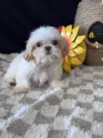 Laden, a male Shih Tzu for sale in Grand Bay, AL – 4 of 6