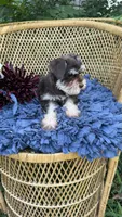 Camellia , a female Miniature Schnauzer for sale in Mobile, AL – 2 of 6