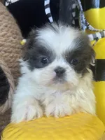 Azul, a male Shih Tzu for sale in Grand Bay, AL – 1 of 5