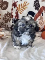 Whiskey, a male Shih Tzu for sale in Grand Bay, AL – 2 of 5
