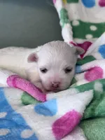 Flower, a female Maltese for sale in Mobile, AL – Photo 3 of 3