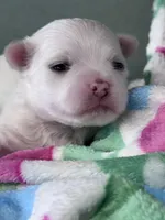 Flower, a female Maltese for sale in Mobile, AL – Photo 2 of 3