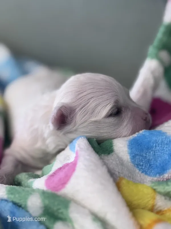 Flower – Maltese puppy for sale in Mobile, AL