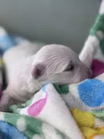 Flower, a female Maltese for sale in Mobile, AL – Photo 1 of 3