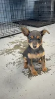 Sassy Frassy, a female Chihuahua for sale in Mobile, AL – 3 of 6
