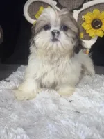 Kate, a female Shih Tzu for sale in Mobile, AL – 2 of 5