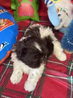 Solstice , a female Shih Tzu for sale in Mobile, AL – 4 of 5
