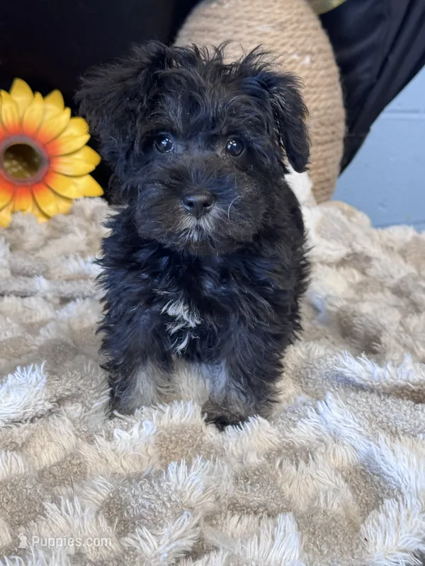 Schnuggles – Schnoodle puppy for sale in Grand Bay, AL