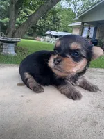 Lyra, a female Yorkshire Terrier for sale in Mobile, AL – 3 of 5