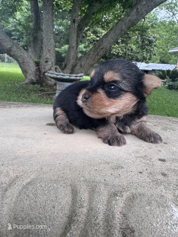 Lyra – Yorkshire Terrier puppy for sale in Mobile, AL