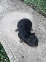 Lyra, a female Yorkshire Terrier for sale in Mobile, AL – 5 of 5
