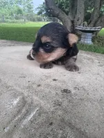Lyra, a female Yorkshire Terrier for sale in Mobile, AL – 2 of 5