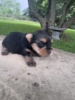 Lyra, a female Yorkshire Terrier for sale in Mobile, AL – 4 of 5