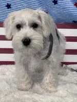 Cashew, a male Miniature Schnauzer for sale in Mobile, AL – 2 of 5