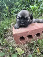 Happy, a male Shih Tzu for sale in Mobile, AL – 4 of 7