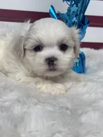 Ezra, a male Mal Shi for sale in Mobile, AL – 2 of 3