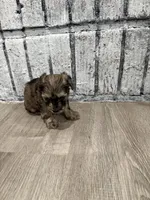 Merlot, a female Schnoodle for sale in Mobile, AL – 5 of 5