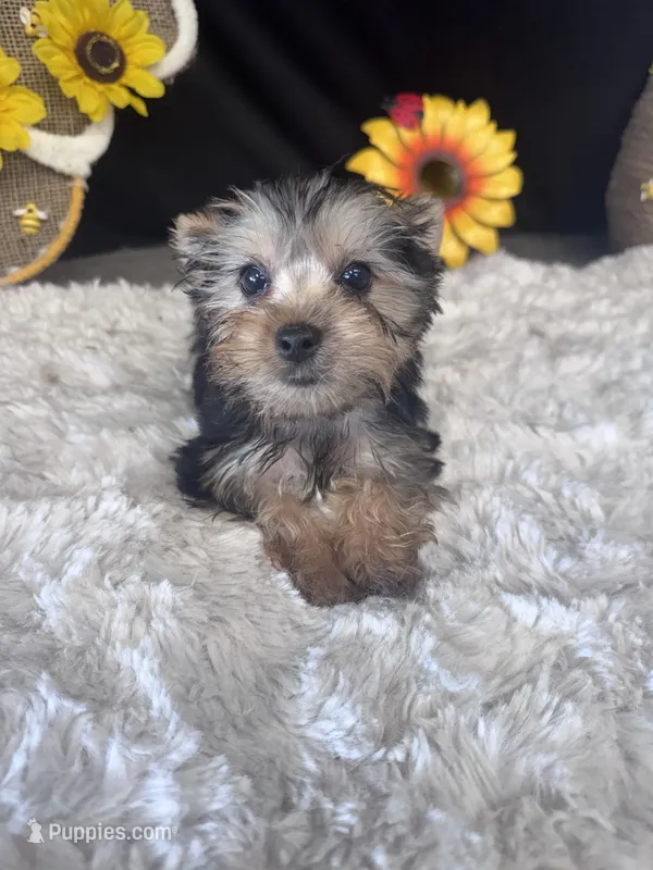 Sir Sly – Yorkshire Terrier puppy for sale in Grand Bay, AL