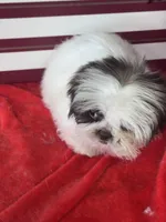 Jiggy, a male Shih Tzu for sale in Mobile, AL – 6 of 7