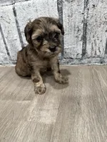 Merlot, a female Schnoodle for sale in Mobile, AL – 3 of 5