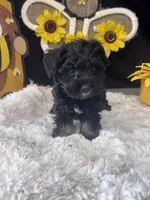 Schnuggles, a female Schnoodle for sale in Grand Bay, AL – 3 of 5