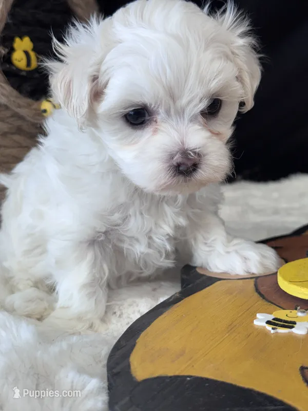 Flower – Maltese puppy for sale in Mobile, AL