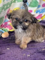 Memphis, a male Shih Tzu for sale in Mobile, AL – Photo 4 of 7