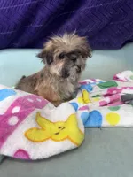 Memphis, a male Shih Tzu for sale in Mobile, AL – Photo 2 of 3