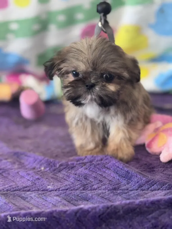 Memphis – Shih Tzu puppy for sale in Mobile, AL