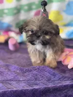 Memphis, a male Shih Tzu for sale in Mobile, AL – Photo 1 of 7