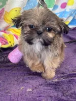 Memphis, a male Shih Tzu for sale in Mobile, AL – Photo 5 of 7