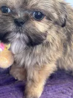 Memphis, a male Shih Tzu for sale in Mobile, AL – Photo 3 of 7