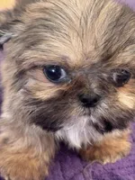 Memphis, a male Shih Tzu for sale in Mobile, AL – Photo 7 of 7