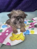 Memphis, a male Shih Tzu for sale in Mobile, AL – Photo 3 of 3