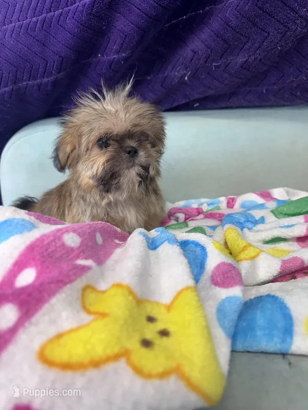 Memphis – Shih Tzu puppy for sale in Mobile, AL