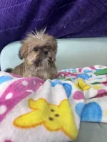 Memphis, a male Shih Tzu for sale in Mobile, AL – Photo 1 of 3