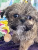 Memphis, a male Shih Tzu for sale in Mobile, AL – Photo 6 of 7