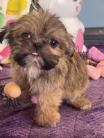Memphis, a male Shih Tzu for sale in Mobile, AL – Photo 2 of 7