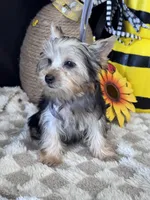 Sir Sly, a male Yorkshire Terrier for sale in Grand Bay, AL – 5 of 5