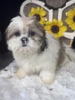 Kate, a female Shih Tzu for sale in Mobile, AL – 4 of 5