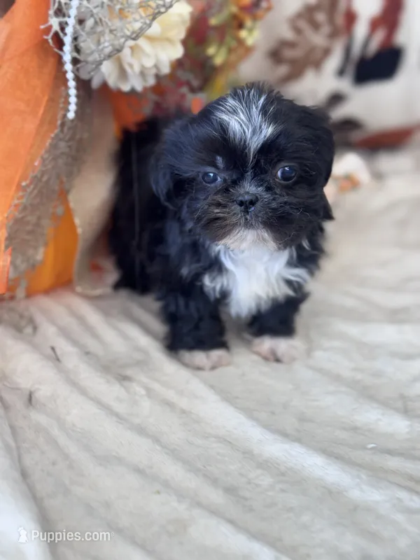 Kane – Shih Tzu puppy for sale in Grand Bay, AL