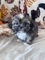 Whiskey, a male Shih Tzu for sale in Grand Bay, AL – 3 of 5