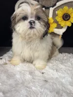 Kate, a female Shih Tzu for sale in Mobile, AL – 3 of 5