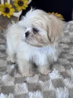 Knight, a male Shih Tzu for sale in Grand Bay, AL – 2 of 6