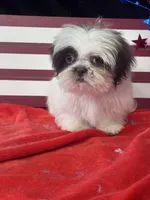 Jiggy, a male Shih Tzu for sale in Mobile, AL – 5 of 7
