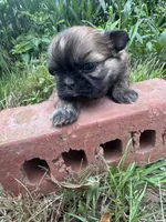 Fanny, a female Shih Tzu for sale in Mobile, AL – 2 of 5