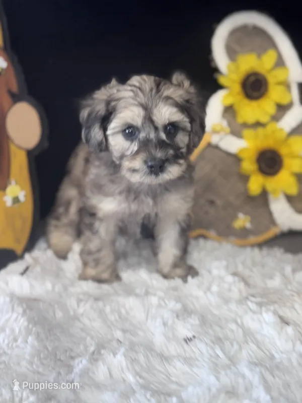Merlot – Schnoodle puppy for sale in Grand Bay, AL